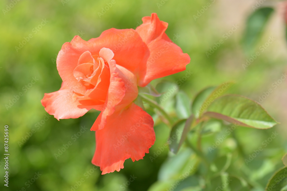 Orange beautiful rose with soft background Orange beautiful rose with soft background