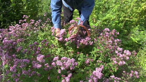 middle aged man picking flowering fresh oregano in herb garden