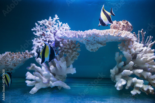 tripical fishes and white coral in aquarium photo