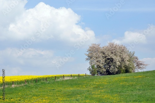 Blühende Obstbäume am Wegrand