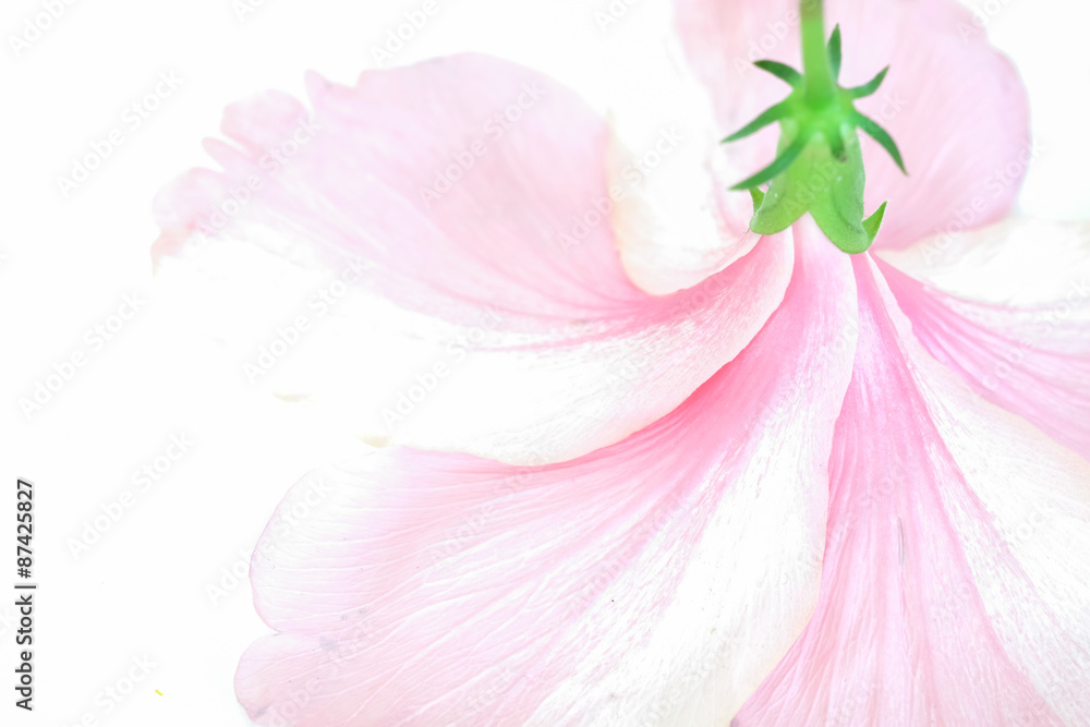 Back of pink flower