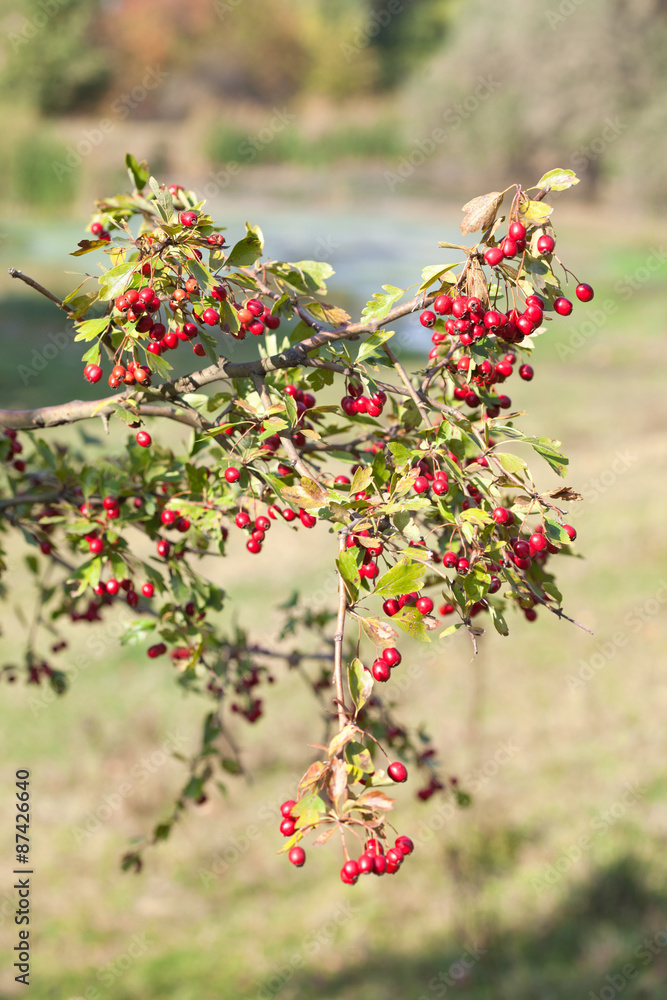 Obraz premium red berries