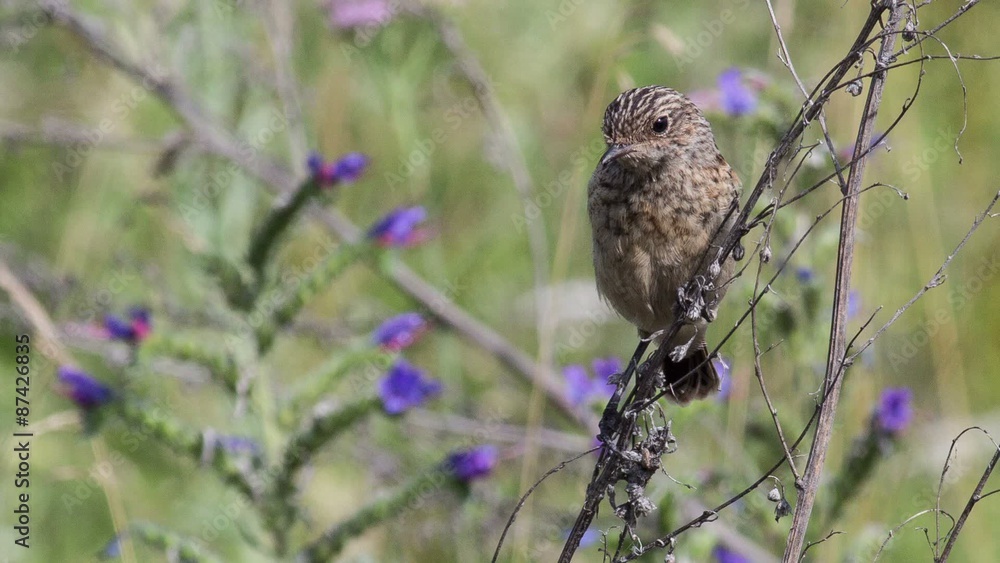 Fledgling stonechat sitting on a branch Fledgling stonechat sitting on a branch