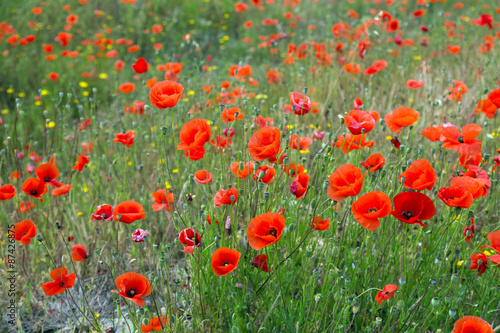 Fototapeta Naklejka Na Ścianę i Meble -  Field of wild  poppies