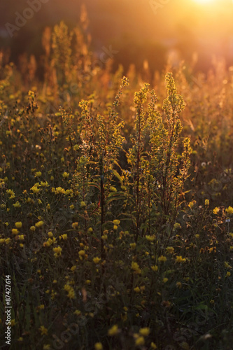 Solidago virgaurea (European goldenrod or woundwort)   © butterfly-photos.org