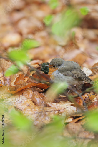 European Robin (Erithacus rubecula) photo