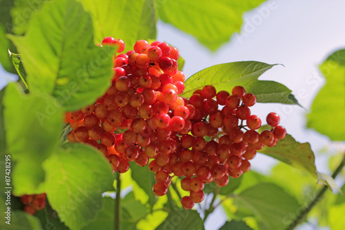 Viburnum acerifolium (Maple-leaf Viburnum or Dockmackie)
