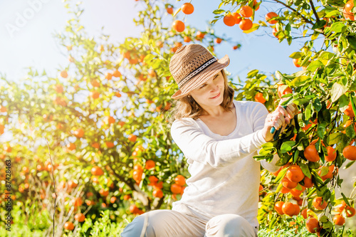Caucasian girl harvesting mandarins and oranges in organic farm