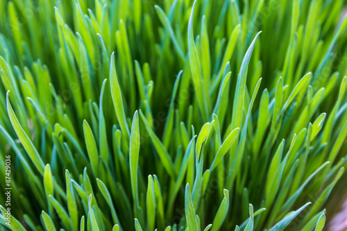 Tableau sur toile Dept of the wheatgrass