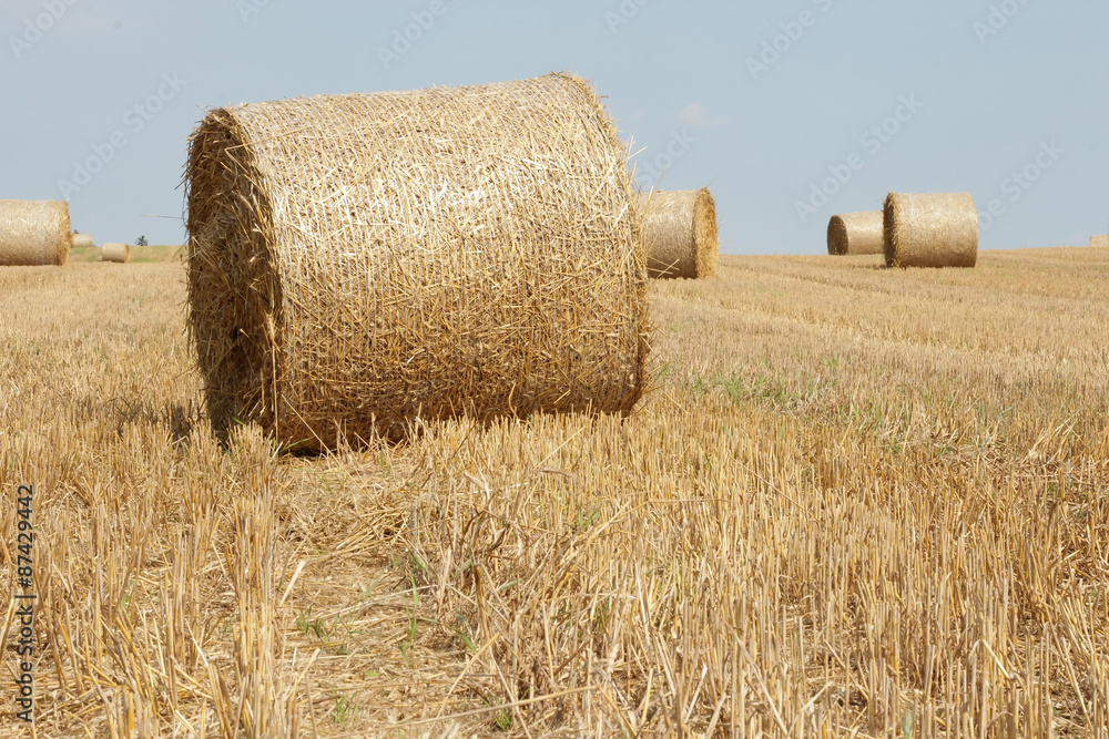 harvested field with straw bales in summer 