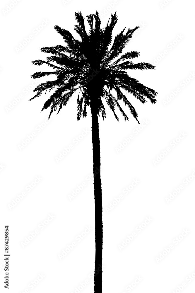 Obraz premium silhouette of palm trees realistic vector illustration