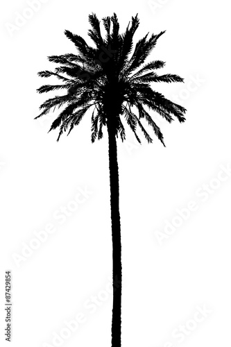 silhouette of palm trees realistic vector illustration