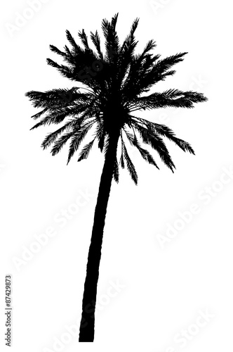 silhouette of palm trees realistic vector illustration © kontur-vid