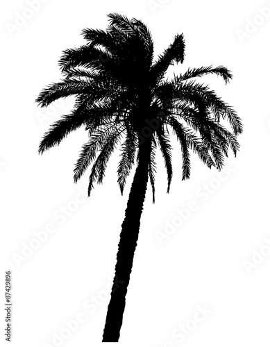 silhouette of palm trees realistic vector illustration