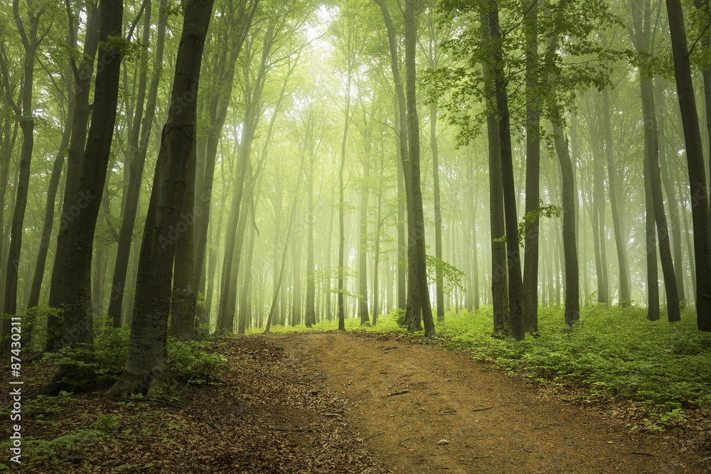 Fototapeta premium Foggy forest