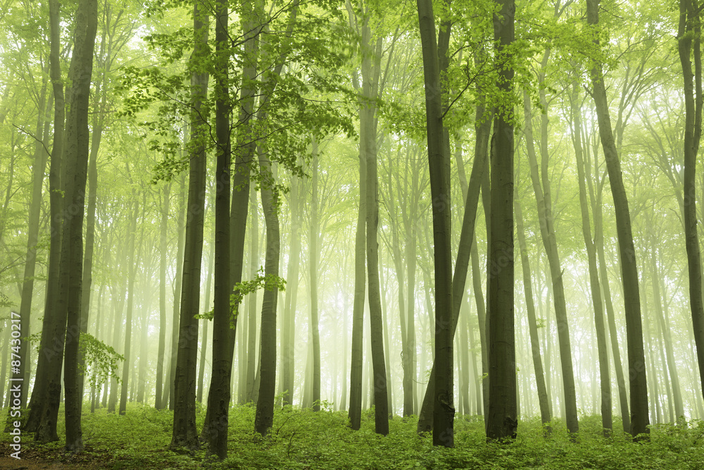 Obraz premium Foggy forest during spring