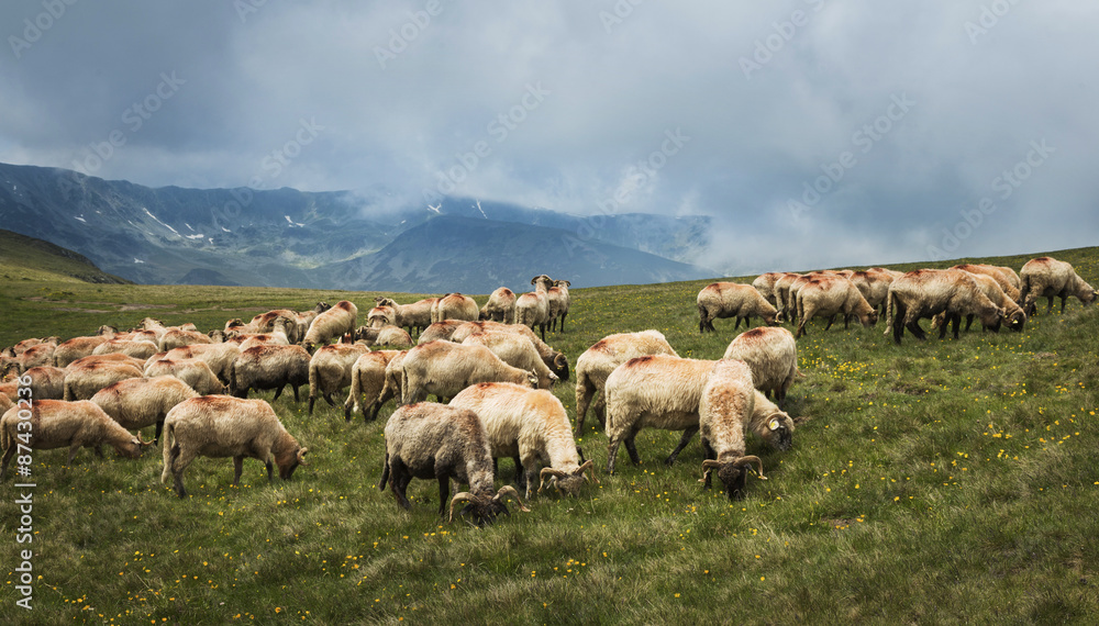 Sheep flock on the mountain