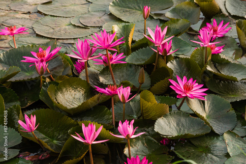 pink color fresh lotus flower blossom