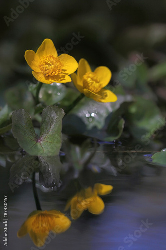 Caltha palustris - Kingcup or Marsh Marigold photo