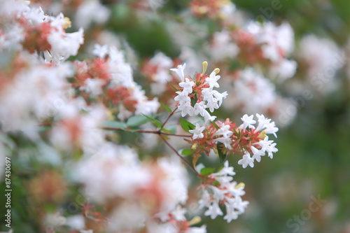 Abelia, small white flowers that bloom in summer.