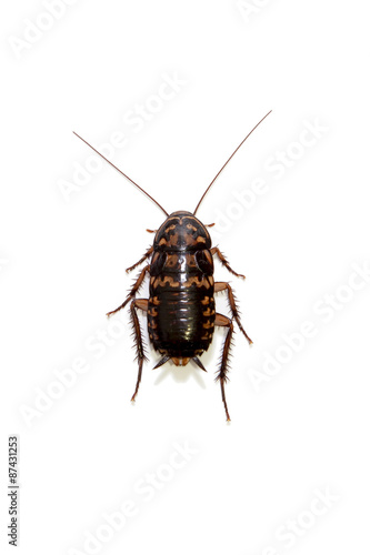 Cockroach