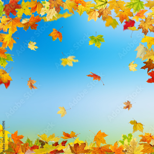 Falling autumn maple leaves on natural background.