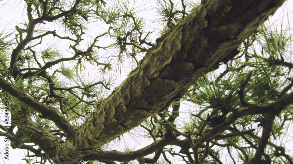 Dynamic moving shot underneath a Japanese pine tree (matsu) Dynamic moving shot underneath a Japanese pine tree (matsu)