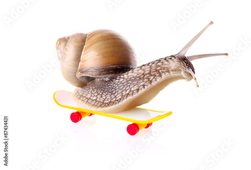Garden snail on skateboard. Isolated on white background
