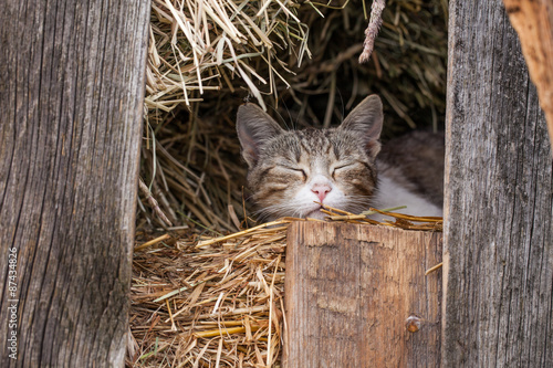Fototapeta Naklejka Na Ścianę i Meble -  little kitten in the barn
