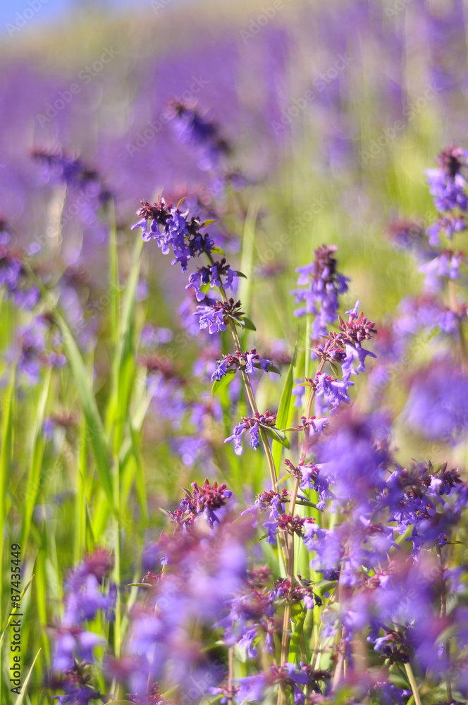 Fototapeta premium Violet flowers on field