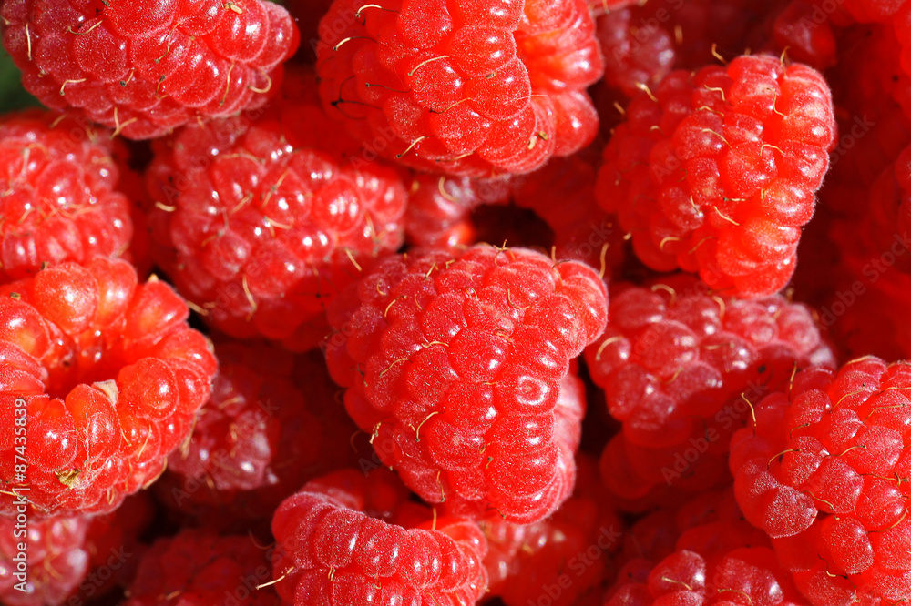 fresh berries red raspberries closeup fresh berries red raspberries closeup