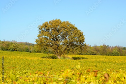 Oak tree in vineyard. Autumn