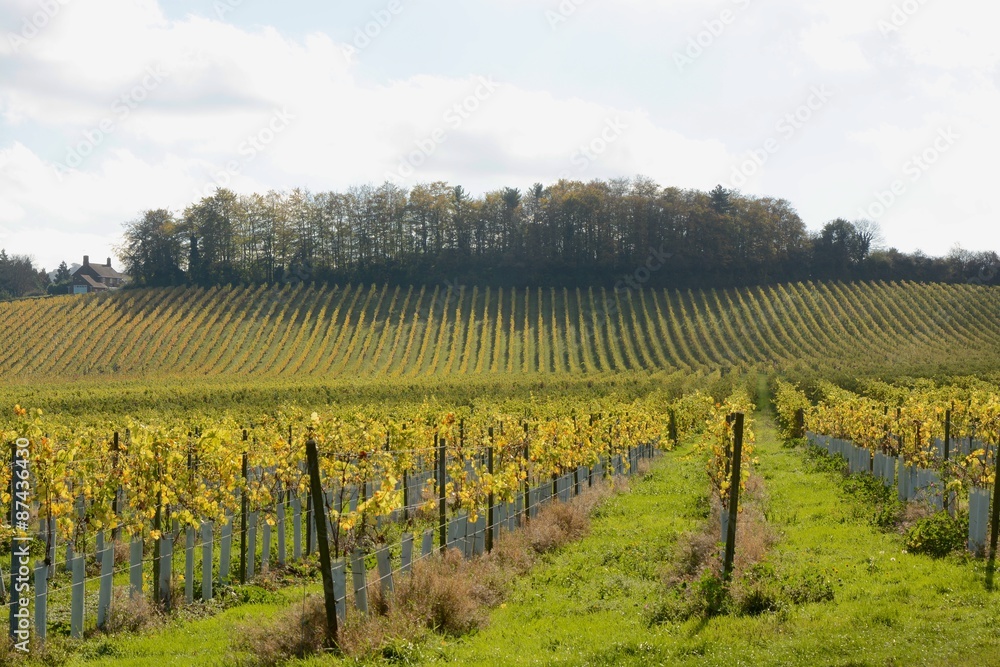 English vineyard in Autumn