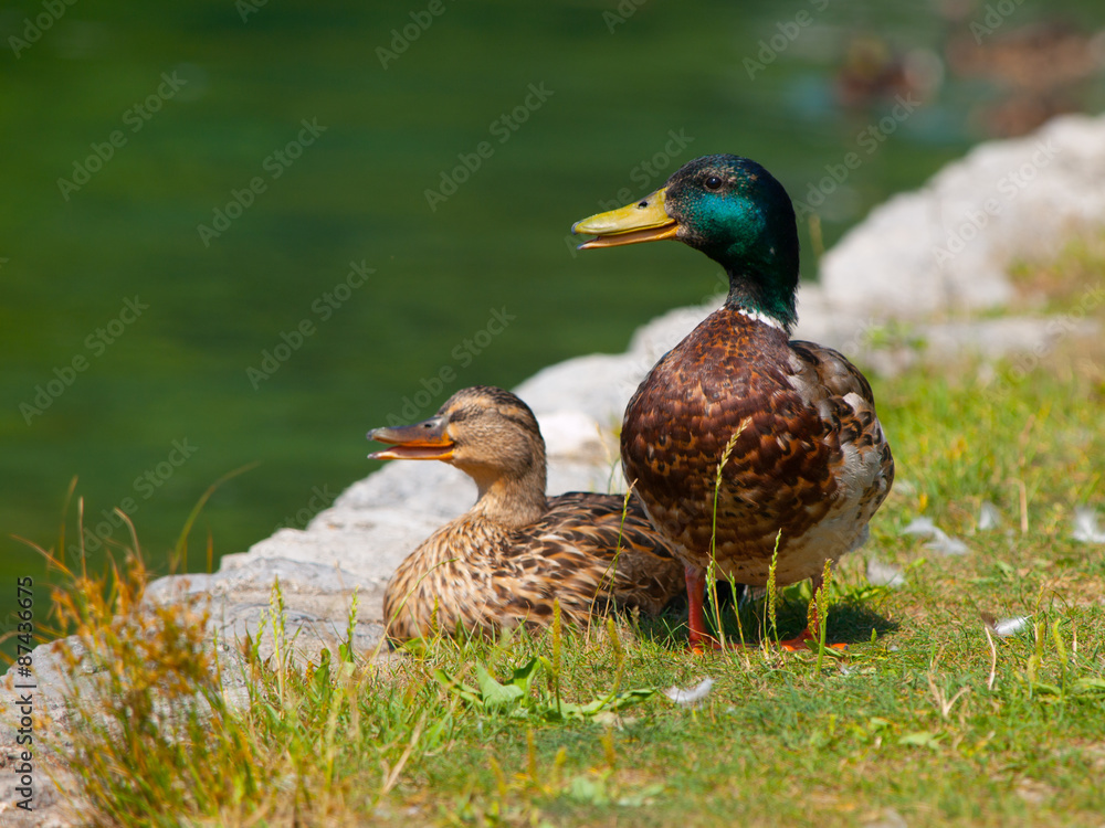 Obraz premium Duck couple