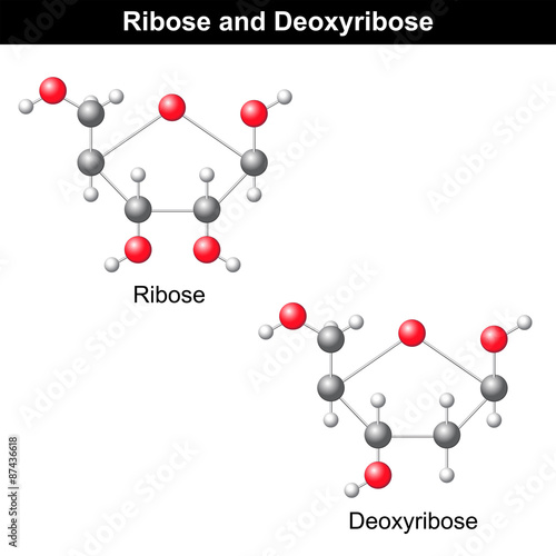Ribose and deoxyribose structures