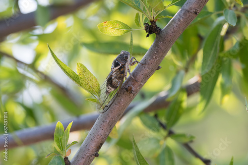 Cicada on a tree. A closeup look.
