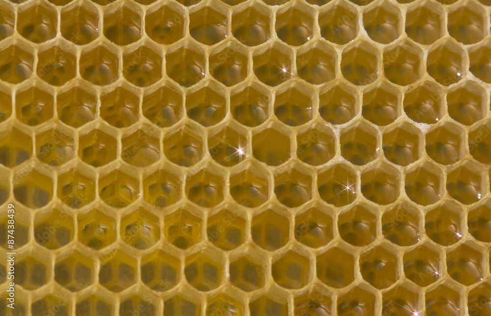 Nectar and honey in the new cells.