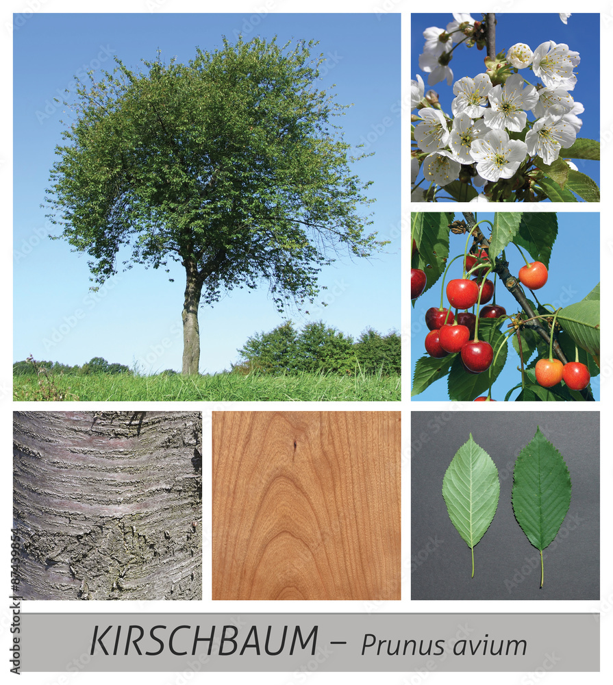 Naklejka premium Kirschbaum