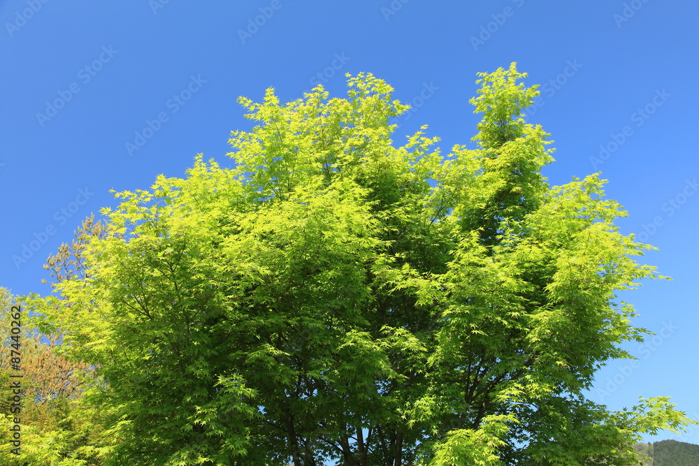 青空に映える新緑の木