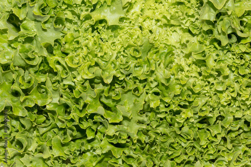 Hydroponic Organic food, salad Letuce. Hydroponic Organic food, salad Letuce.