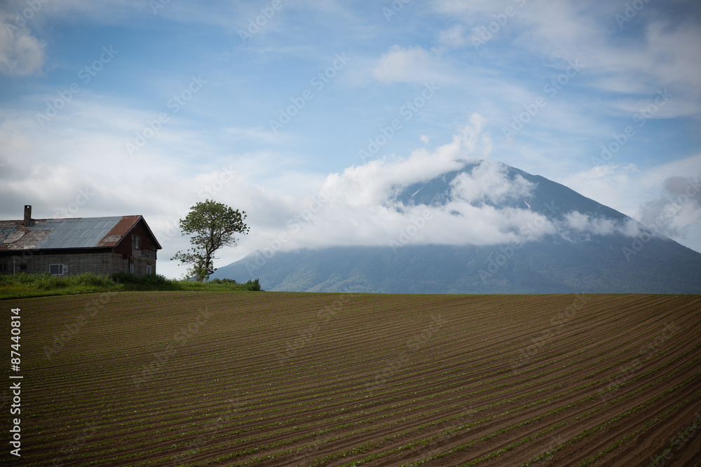 Potato fields and Mt.Yotei