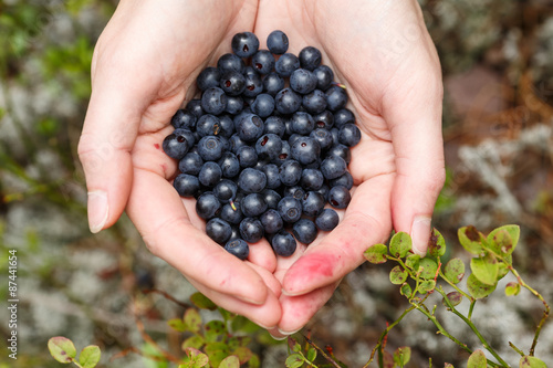Fotografie Female handful of freshly picked wild bilberries