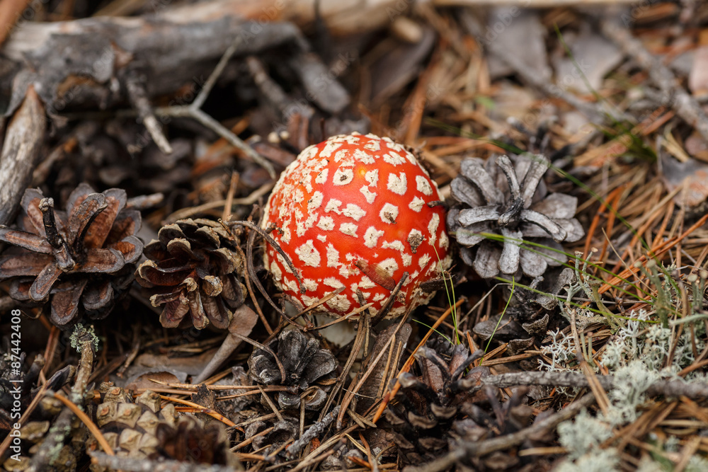 Amanita Amanita