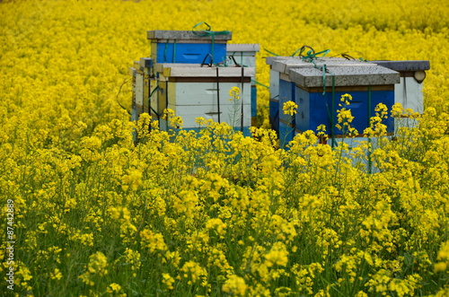 Bees hives 