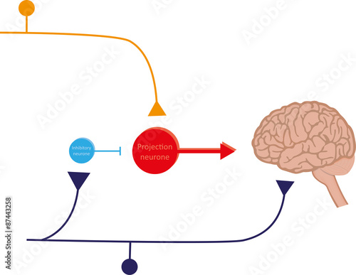 Pain Gate Theory