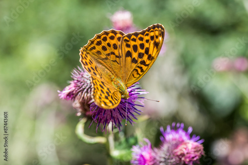 Kaisermantel auf Distelblüte, Argynnis paphia