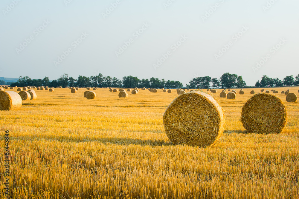 Harvested field with straw bales