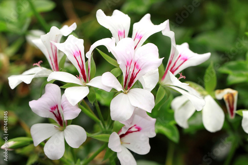 Fototapeta Naklejka Na Ścianę i Meble -  White geranium