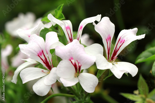Fototapeta Naklejka Na Ścianę i Meble -  White hanging geranium