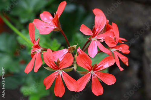 Fototapeta Naklejka Na Ścianę i Meble -  Red geranium